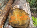 bois_14_20120808_1926751298.jpg