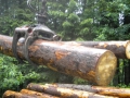 bois_18_20120808_1757705663.jpg
