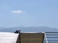 montage_34_20120915_2096553346.jpg