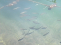 DSCN4162.jpg